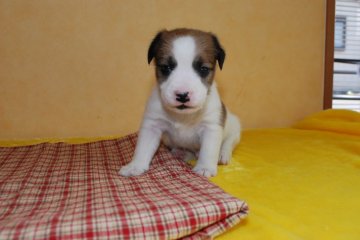 ジャックラッセルテリア【京都府・男の子・2019年3月20日・ホワイトタン】の写真「愛嬌たっぷり！元気いっぱい！」