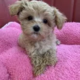 マルプー(マルチーズ×トイプードル)【京都府・女の子・2023年3月11日・アプリコット】の写真1