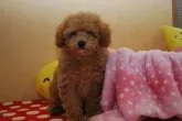 トイプードル(トイ)【京都府・女の子・2016年3月18日・アプリコット】の写真3