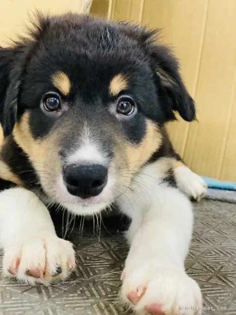 ID：2108-00621の子犬