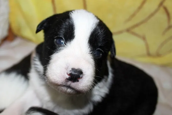 ID:1404-00720の子犬