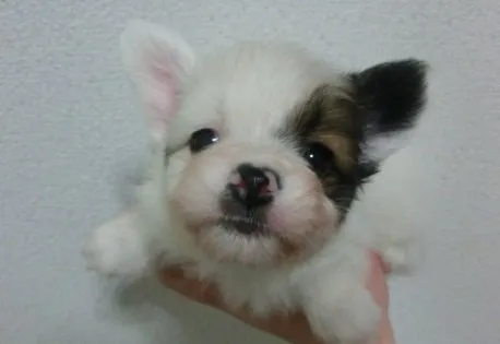 蓮ママ 様のお迎えした子犬