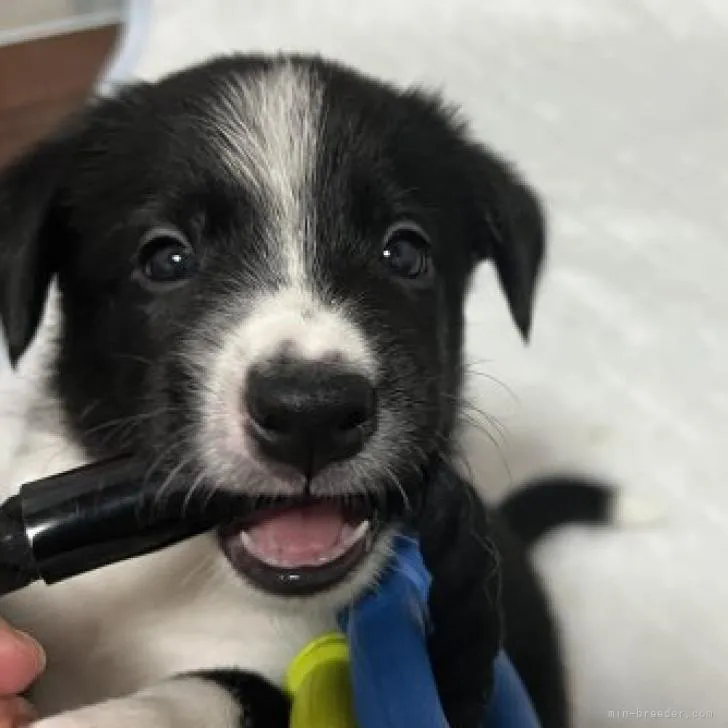 ID:2207-04249の子犬