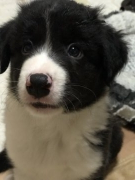 ボーダーコリー【京都府・男の子・2018年10月5日・ブラック&ホワイト】の写真「母犬 災害救助犬認定試に合格」