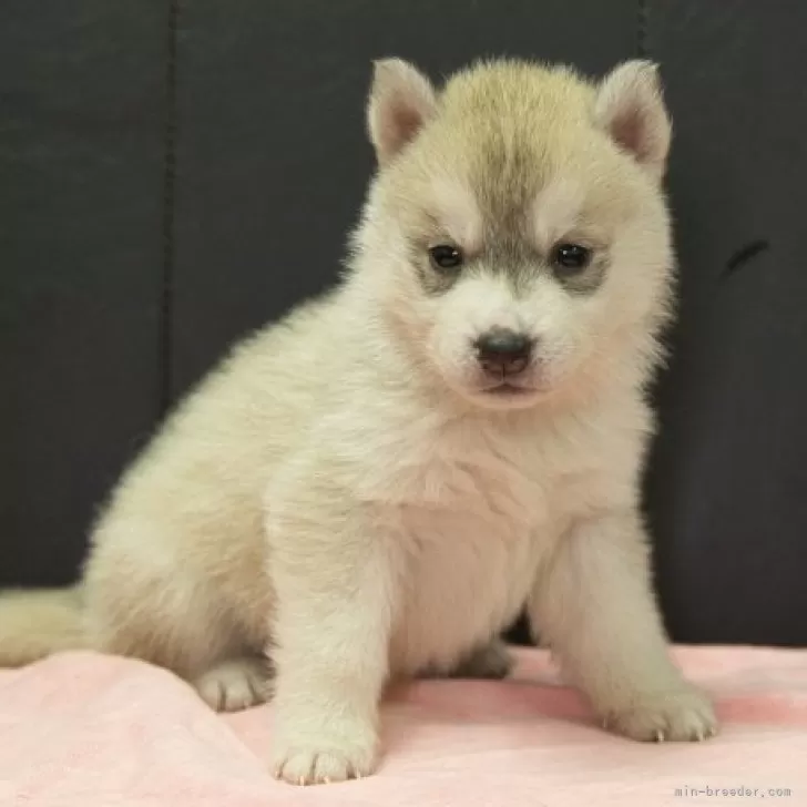 ID：2501-07493の子犬