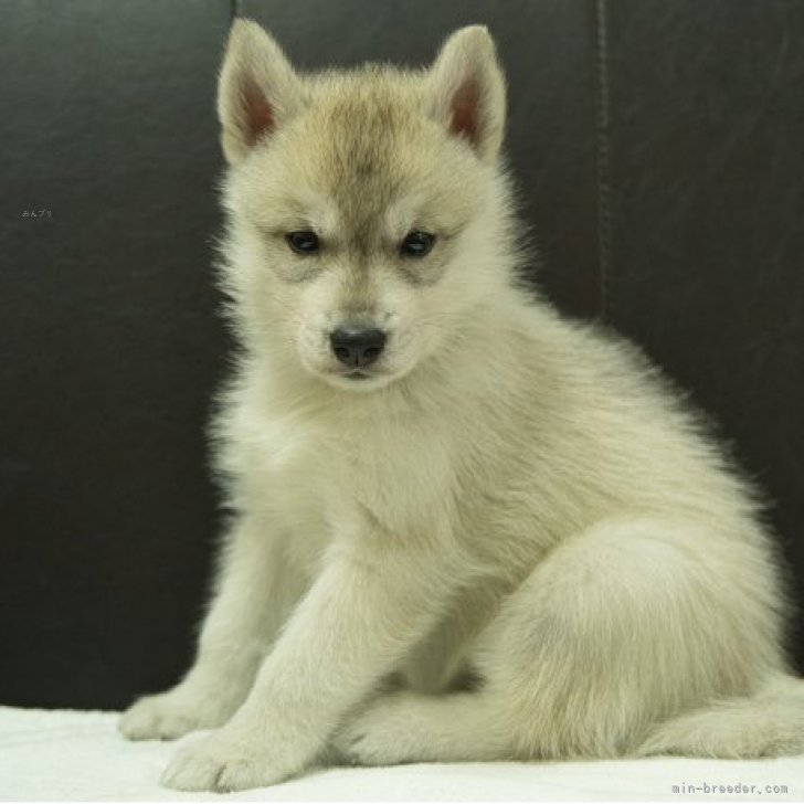 ブリーダー画像