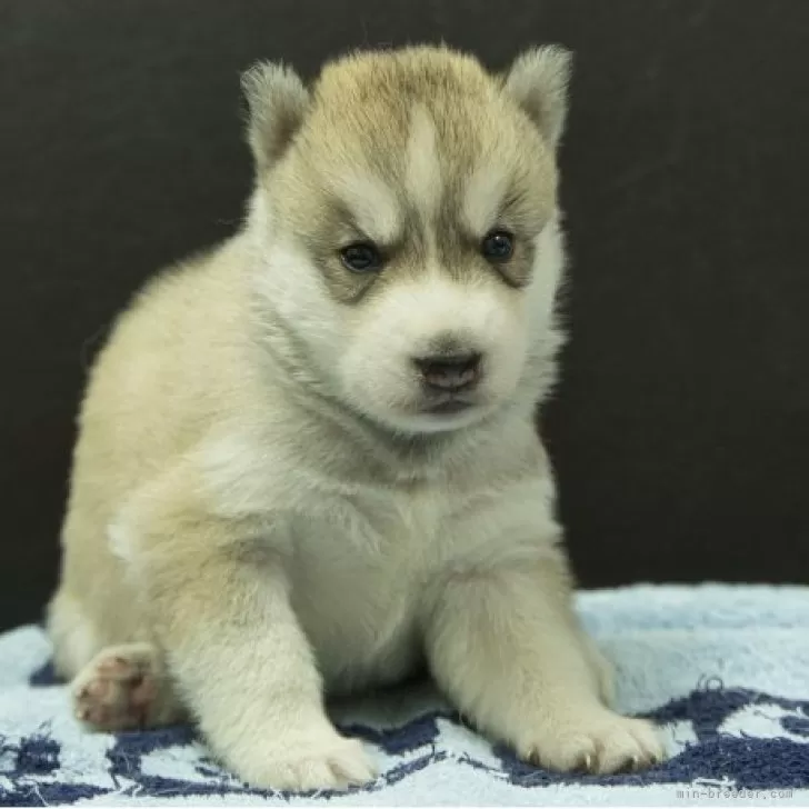 ID:2509-03225の子犬
