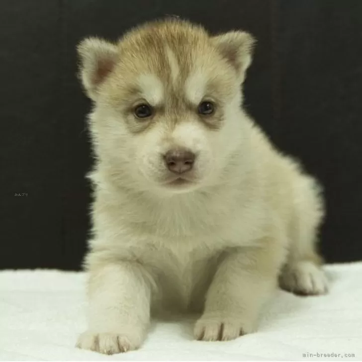 ID：2509-03215の子犬