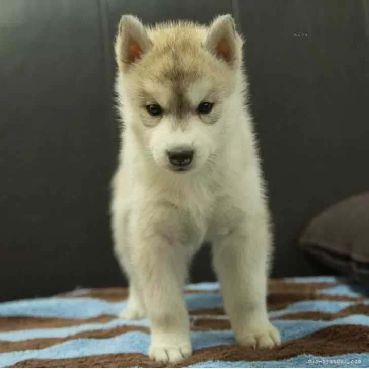 シベリアンハスキー【静岡県・女の子・2025年8月19日・シルバー&amp;ホワイト】の写真1