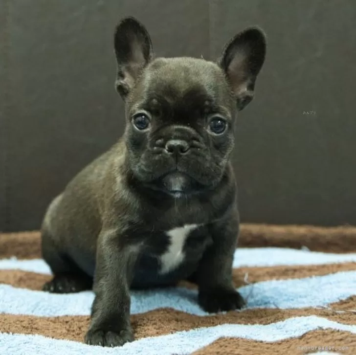 ID：2503-03927の子犬