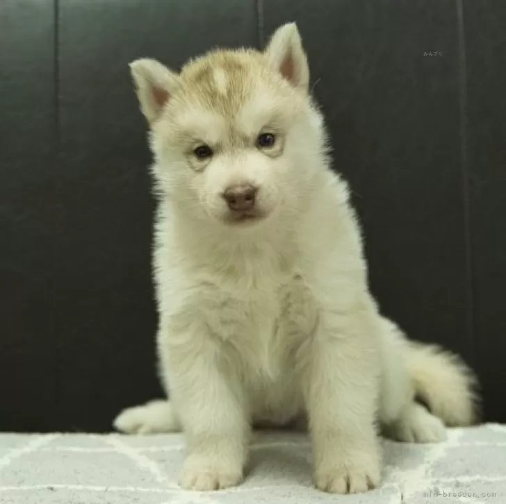 ID：2501-04549の子犬