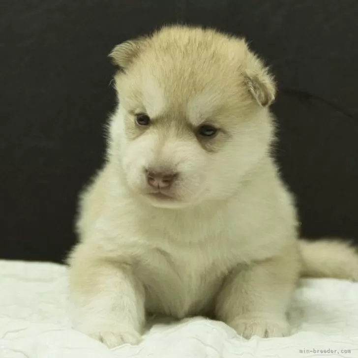 シベリアンハスキー【静岡県・男の子・2025年11月9日・レッド&amp;ホワイト】の写真1