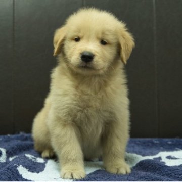 ゴールデンレトリバー【静岡県・男の子・2025年8月20日・ゴールデン】の写真「父親JKCチャンピオン母親の両親JKCチャンピオン」