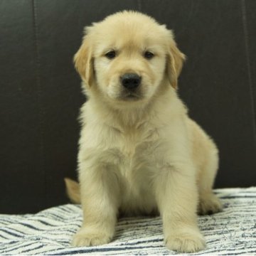 ゴールデンレトリバー【静岡県・男の子・2025年8月22日・ゴールデン】の写真「父親JKCチャンピオン 母親JKCチャンピオン直子」