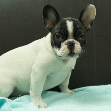 フレンチブルドッグ【静岡県・男の子・2025年7月9日・パイド】の写真「父親JKCチャンピオン直子 母親外産直子」