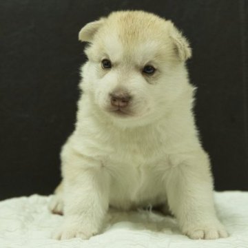 シベリアンハスキー【静岡県・男の子・2025年11月9日・レッド&ホワイト】の写真「母親JKCチャンピオン直子」