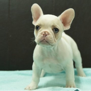 フレンチブルドッグ【静岡県・女の子・2025年9月5日・パイド】の写真「人気のパイドです」