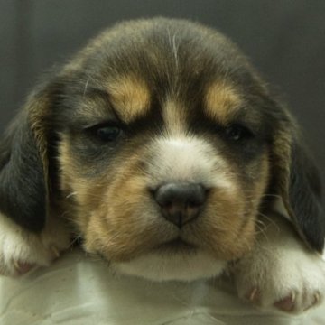 ビーグル【静岡県・男の子・2025年11月14日・ブラック・ホワイト&タン】の写真「父親AKCチャンピオン直子」