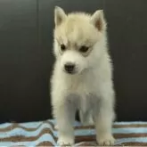 シベリアンハスキー