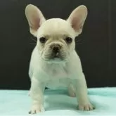 フレンチブルドッグ