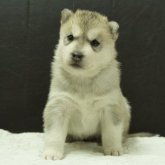 シベリアンハスキー