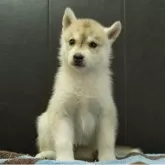 シベリアンハスキー