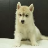 シベリアンハスキー