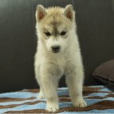 シベリアンハスキー