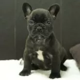 フレンチブルドッグ