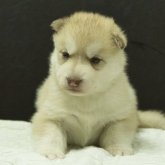 シベリアンハスキー