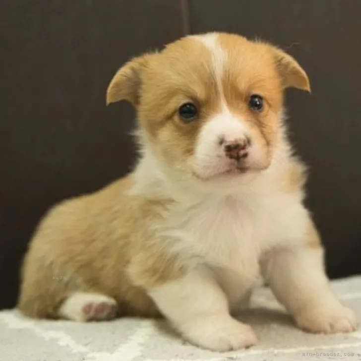ID：2311-04030の子犬