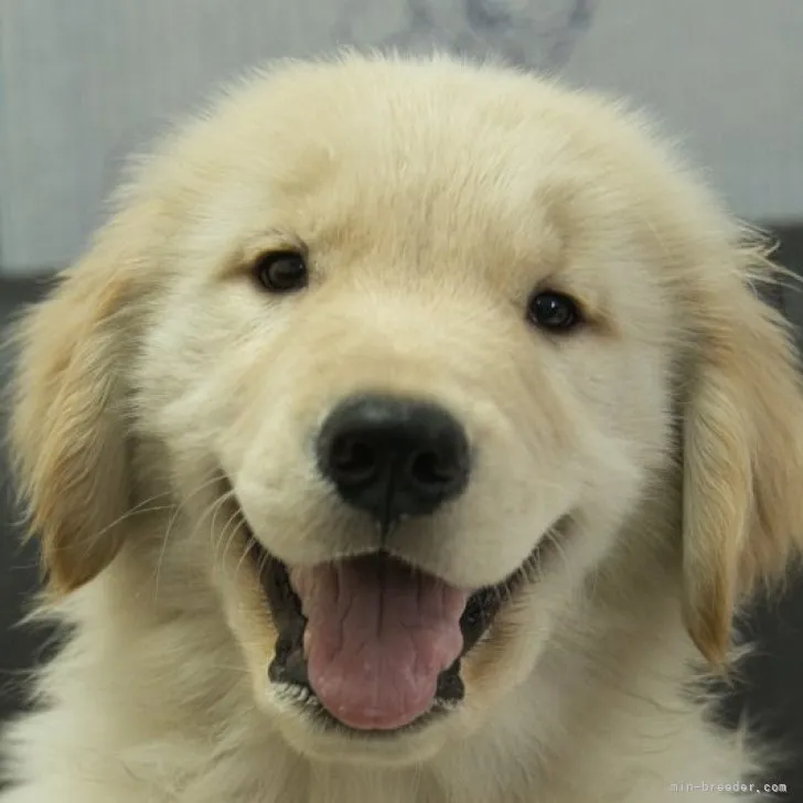 ID:2306-02957の子犬