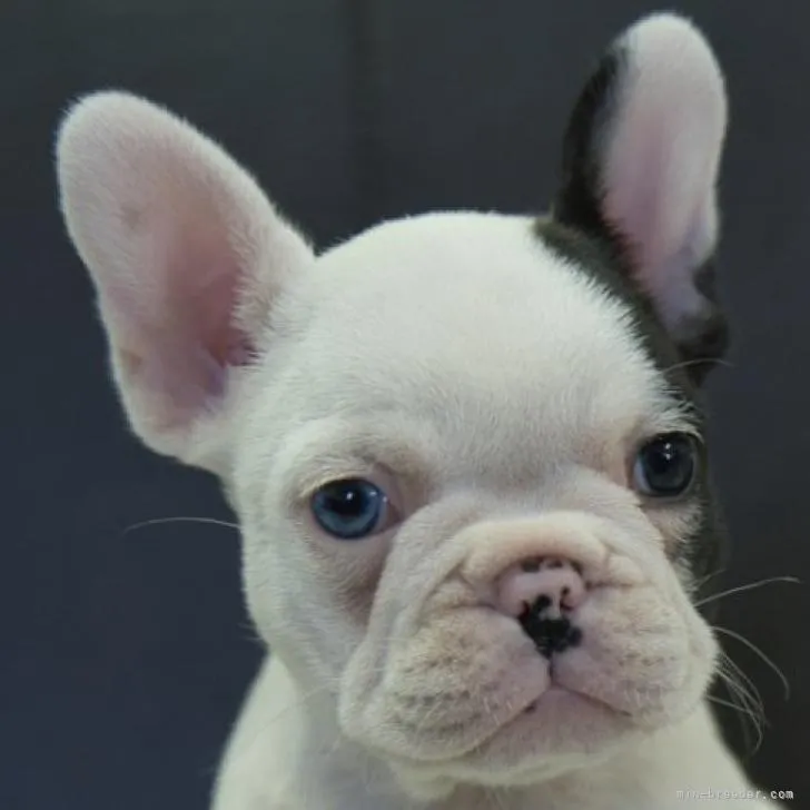 ID：2212-00231の子犬
