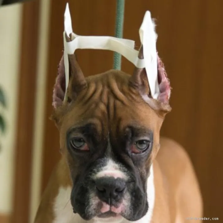 ID：2209-04025の子犬