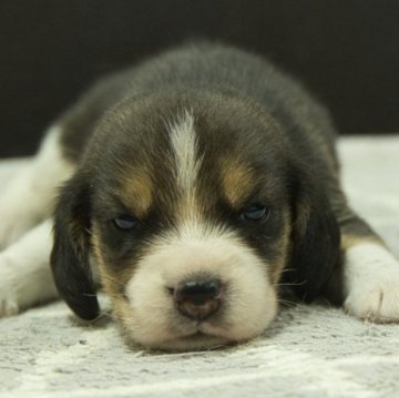 ビーグル【静岡県・男の子・2024年6月8日・ブラック・ホワイト&タン】の写真「父親AKCチャンピオン直子」