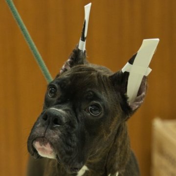 ボクサー【静岡県・女の子・2022年9月2日・ブリンドル&ホワイトマーキングス】の写真「父親JKCチャンピオン」