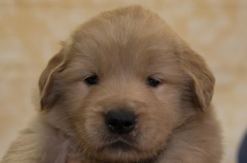 ゴールデンレトリバー【静岡県・男の子・2022年1月30日・ゴールド】の写真「父犬チャンピオン犬 母犬の両親はJKCチャンピオン」