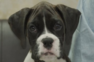 ボクサー【静岡県・男の子・2021年8月3日・ブリンドル&ホワイト】の写真「トイレの成功率90%　頑張ってます。」