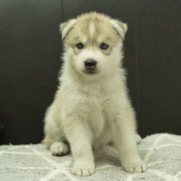 シベリアンハスキー【静岡県・女の子・2024年5月2日・シルバー&ホワイト】の写真「父親JKCチャンピオン ブルーアイ」