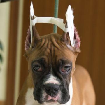 ボクサー【静岡県・男の子・2022年9月2日・フォーン&ホワイト】の写真「父親JKCチャンピオン」