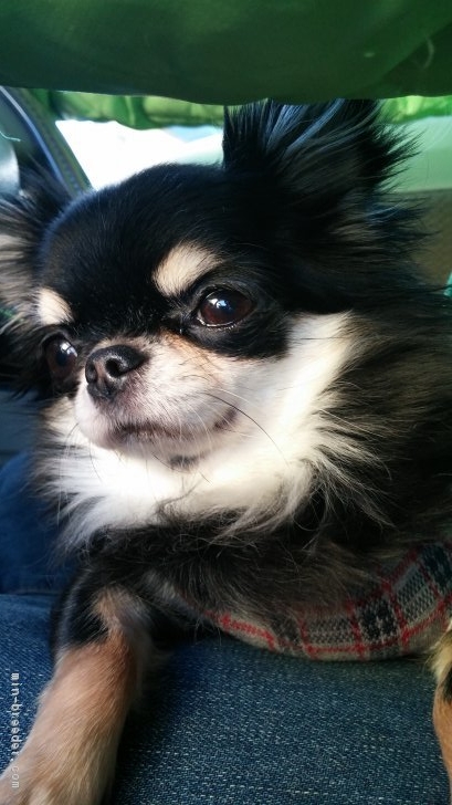 斉藤政美ブリーダー