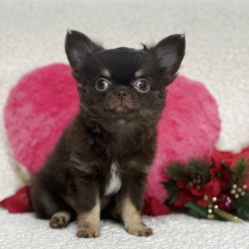 チワワ(ロング)【鹿児島県・女の子・2025年9月1日・チョコタン&ホワイト】の写真「まん丸毛量たっぷりのかわいいコ」