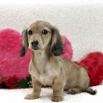 ミニチュアダックスフンド(ロング)【鹿児島県・女の子・2025年8月25日・シェーデッドイエロー(クリーム)】の写真「愛嬌たっぷりかわいい女の子」