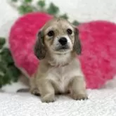 ミニチュアダックスフンド(ロング)【鹿児島県・女の子・2025年11月21日・シェーデッドイエロー(クリーム)】の写真1「生後46日目撮影」