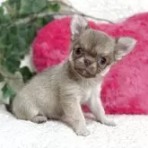 チワワ(ロング)
