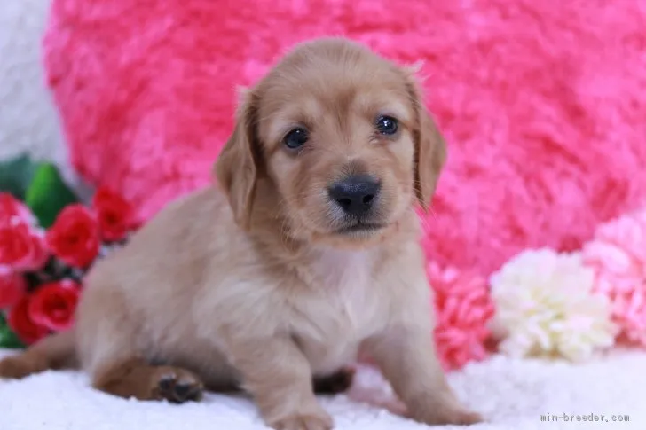 ID:2006-00678の子犬