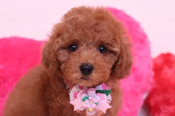 ID：1403-00442の子犬