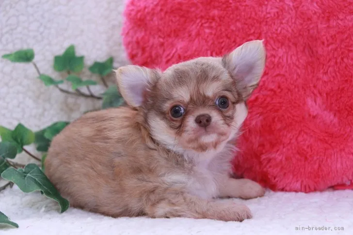 ID：2111-03023の子犬