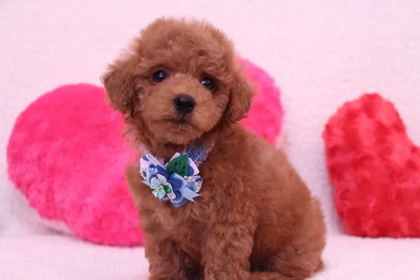ID:1403-00358の子犬