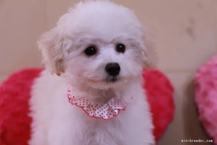 ID:1712-00097の子犬